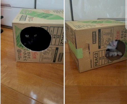「猫をトライアルで、預かってきたんですけど」の回答画像4