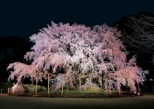 「✿もうすぐプロ野球開幕ですね٩( ᐛ )」の回答画像3