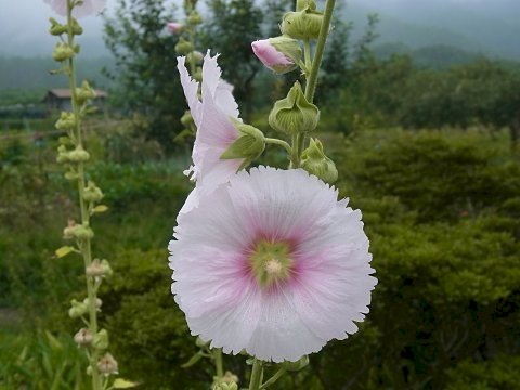 「花の名前を教えてください。」の回答画像6