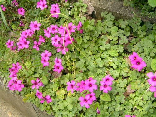 「花の名前を教えてください」の回答画像4