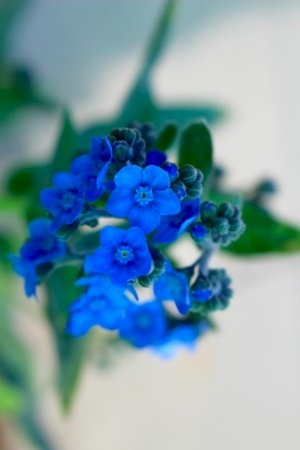 「花の名前を教えて下さい」の回答画像4