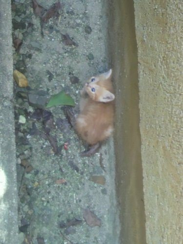 「子猫が近所の空き地にあらわれて4日経ちま」の回答画像1