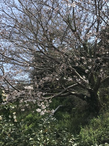 「思わず(*≧∀≦*) 最近、保存しちゃっ」の回答画像68