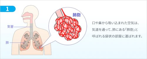 「肺胞の所でのガス交換ですが、肺胞は何億個」の回答画像2