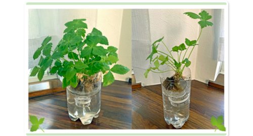 「トリカブトの茎が腐って?とれてしまいまし」の回答画像1