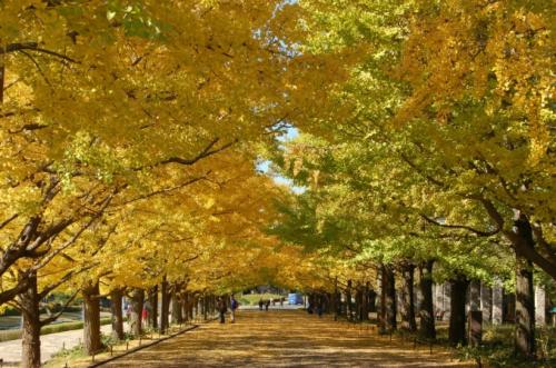 「おすすめの紅葉スポットを教えて!【教えて」の質問画像