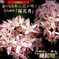 「仕事での取引相手の女性にご機嫌取りの為に」の回答画像6