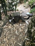 「迷い猫が庭に入ってきました」の質問画像