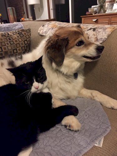 「一歳チワワと4歳先住猫 一緒に寝られるか」の回答画像6