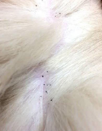 「私の家で飼ってる犬が、ある首の一点を思い」の回答画像3