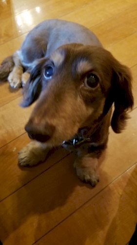 「ミニチュアダックス14歳 ダックスの老犬」の回答画像7