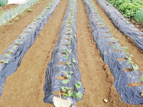 「すでに植えたサツマイモの苗。もう抜かない」の回答画像2