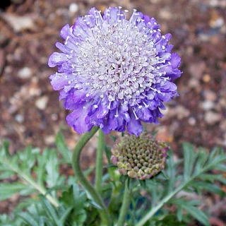 「あとひとつ、花の名前を教えてください。」の回答画像3