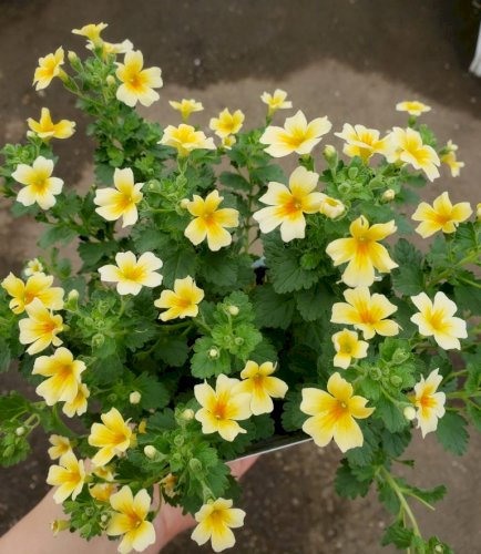 「この花の名前を教えて下さい」の回答画像2