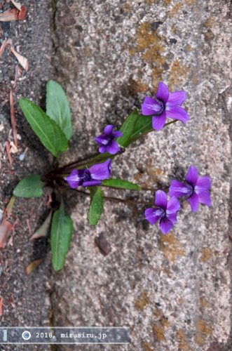 「花の名前教えてください」の回答画像6