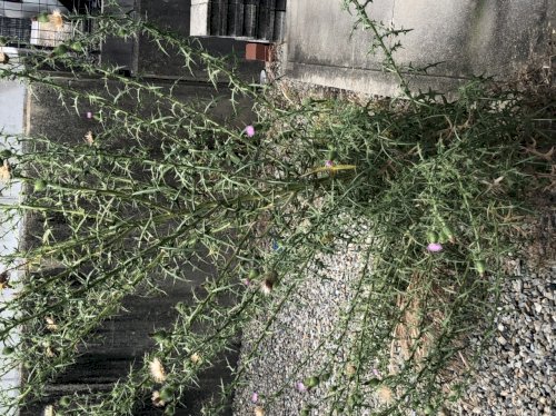 「庭にやたらトゲトゲしたタンポポみたいな草」の質問画像