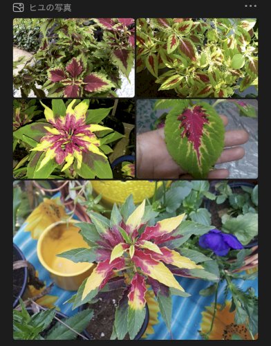 「これはなんという名前の花?リーフ?でしょ」の回答画像1