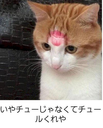 「どちらがタイプですか。カテゴリー確認しな」の回答画像66