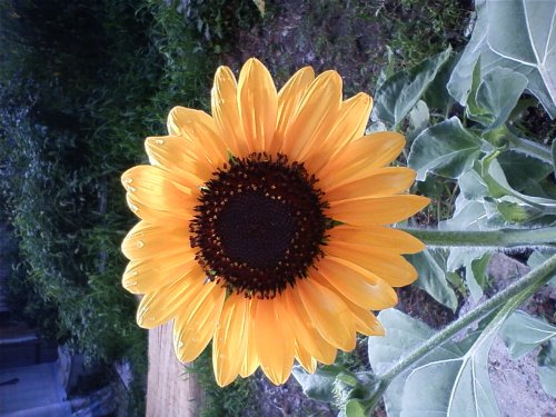 「園芸初心者です。 庭が有るのですが、お花」の回答画像4