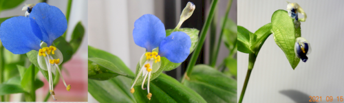 「露草の花 青が好きです、同じ房から一本伸」の質問画像