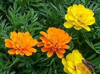 「お花の名前が知りたいです」の回答画像2