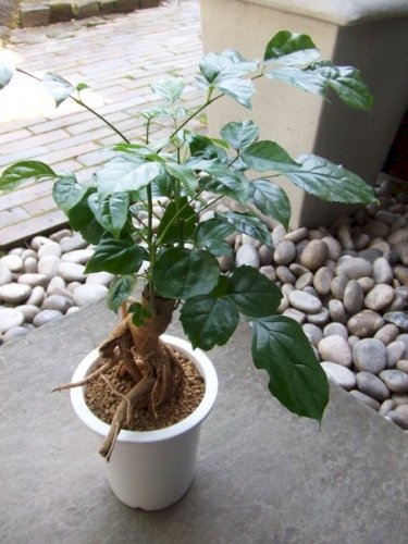 「この観葉植物の名前を教えてください。」の回答画像2