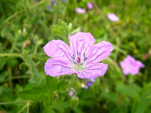 「この花の名前教えてください。」の回答画像4