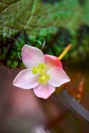 「添付画像の植物名教えていただけますか。 」の回答画像5