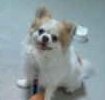 「今わんちゃん飼ってるんですけど私が家にい」の回答画像3