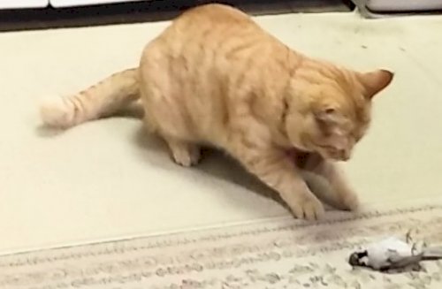 「猫が直径1cmくらいに丸めた紙を投げたら」の回答画像2