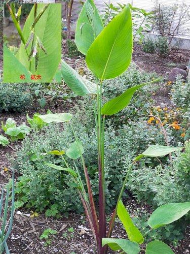 「この植物の名前を教えてください。」の質問画像