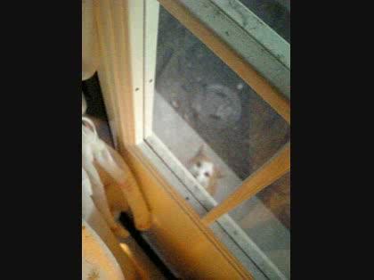 「知らない猫が家に来て鳴きまくる;;その対」の質問画像