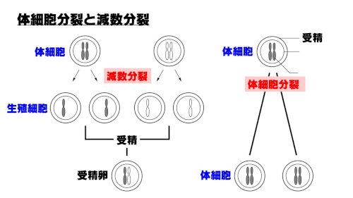 「体細胞分裂と減数分裂」の回答画像2