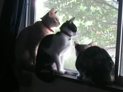 「何を飼いますか?」の回答画像8