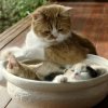 猫なべ