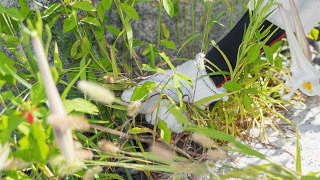 お墓の雑草対策は防草と除草でどう異なる?抜くよりも刈る方が良い理由は?