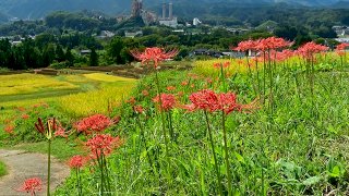 死に至らしめることもあるが遺体は守るし飢えも防ぐという9月の謎の花