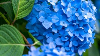 お寺の花といえば紫陽花なのに葬儀や仏事の供花に相応しくないのはどうして?
