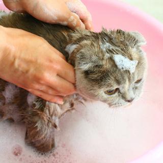 猫が水を苦手な理由