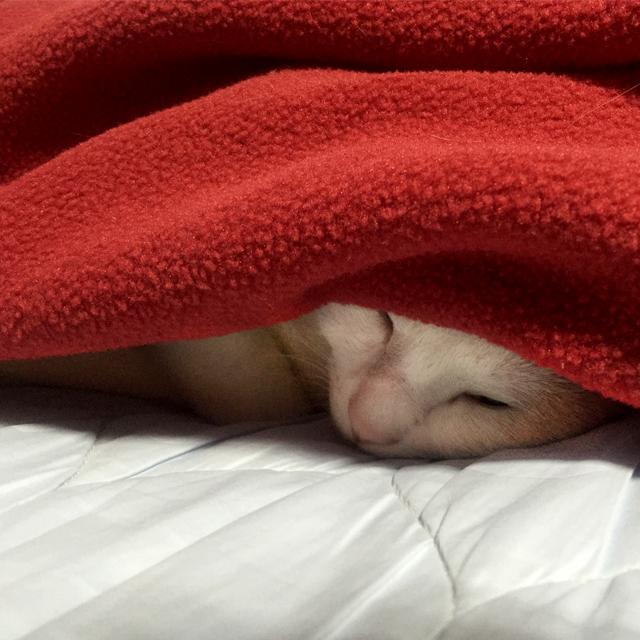 実は危険だった!こたつ好きの猫ちゃんに注意したいこと