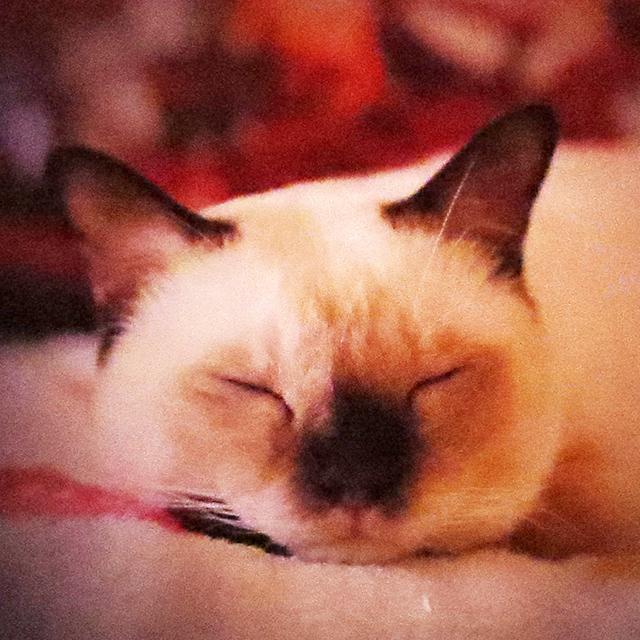 癒されるにゃん!寝ている猫の写真ばかりを集めた展示イベント
