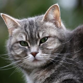 獣医師が指摘。猫のひげとしっぽが重要である理由