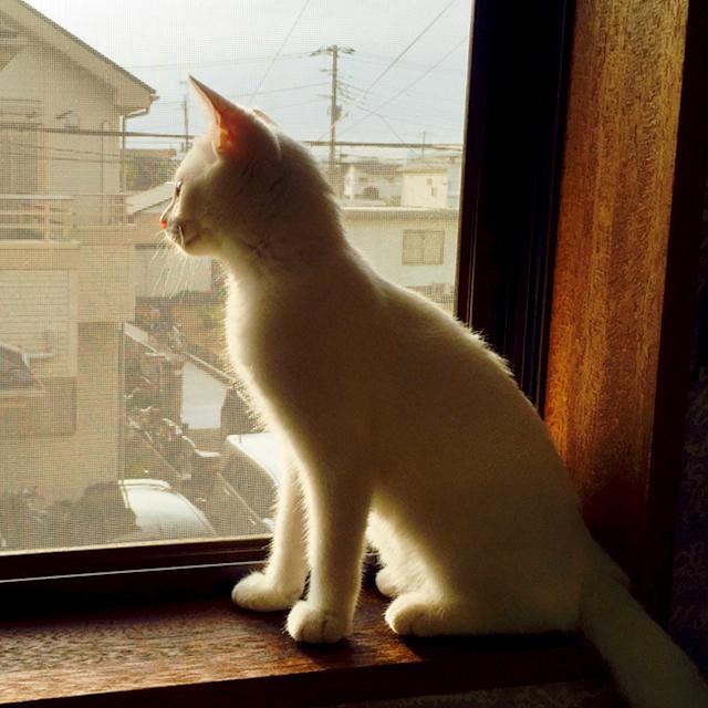 獣医師が指摘!外出をアピールすることはペットにとってはストレスだった!!