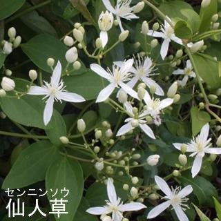 専門家が教える!日本で見かけたらラッキーな珍しい花々