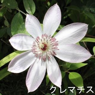 専門家が教える!日本で見かけたらラッキーな珍しい花々