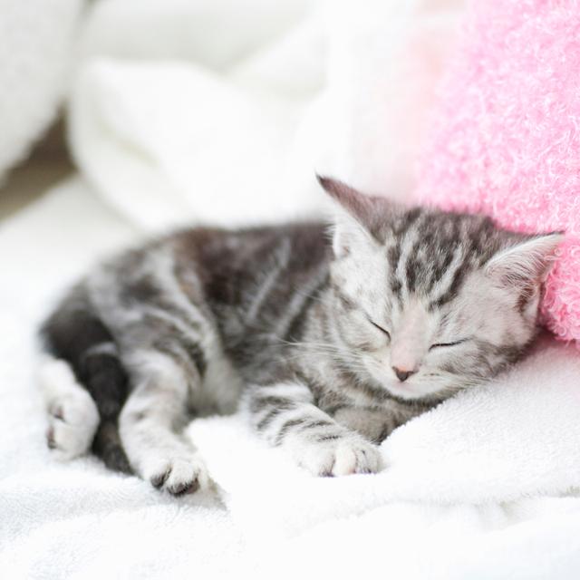 猫に踏まれて気持ちいい……私のちっちゃな幸せ
