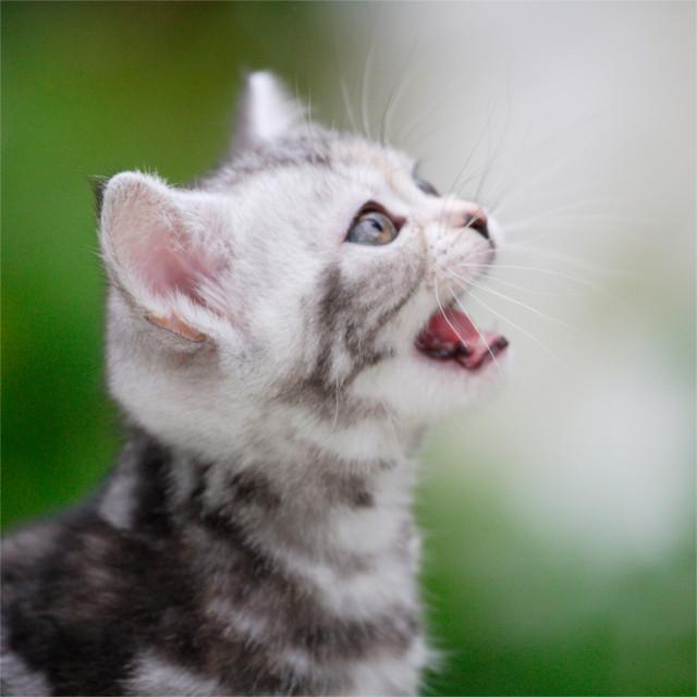 空前の猫ブーム!ブームの火付け役は女性だった!?