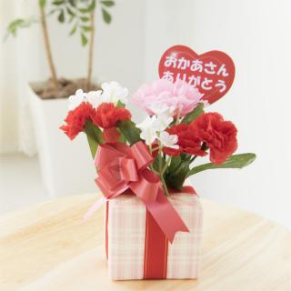 母の日はいつはじまった?その起源と赤いカーネーションの由来に迫る