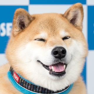 もふもふと笑顔で世界を魅了!インスタで大人気の柴犬まるがトークイベントに登場!