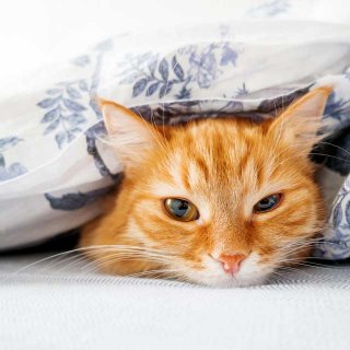 愛する猫のため、冬の間に気を付けておきたいこと